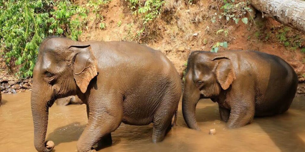 Cambodia - Elephant Sanctuary & Forest Conservation6