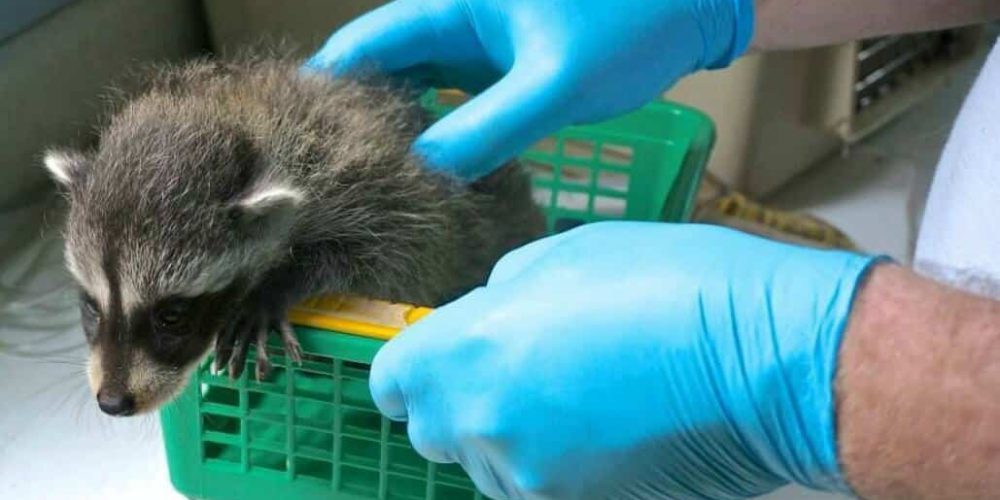 Canada - Wildlife Care and Rehabilitation6