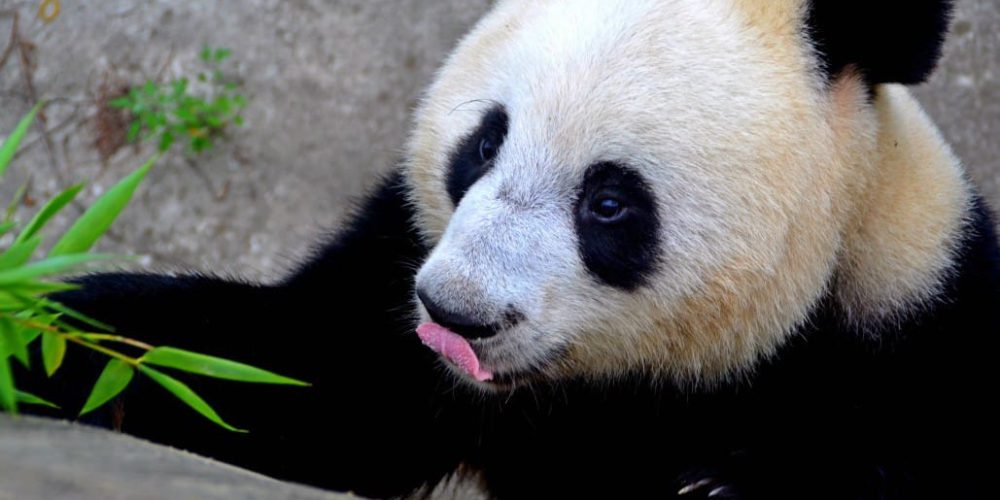 China - Family-Friendly Giant Panda Center13