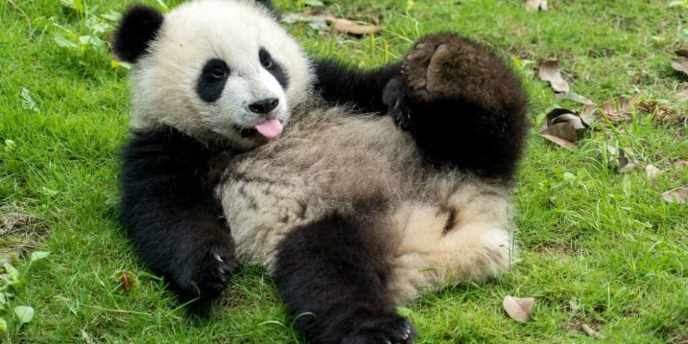 China - Family-Friendly Giant Panda Center14