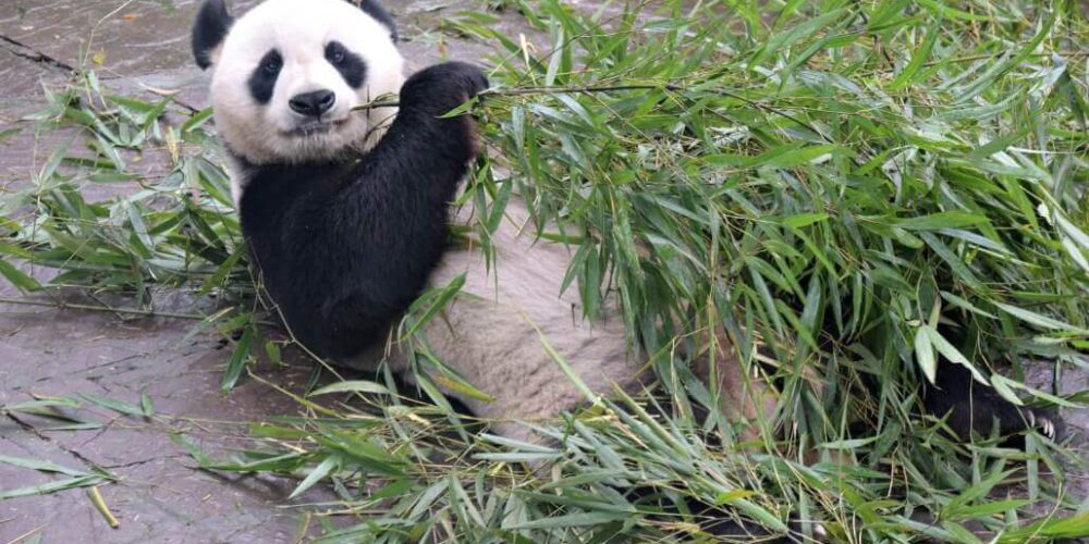 China - Family-Friendly Giant Panda Center15
