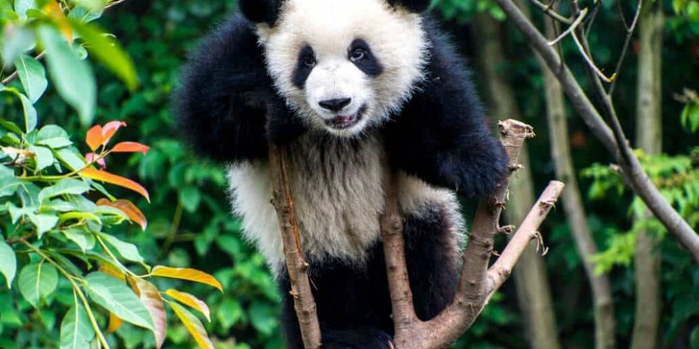 China - Family-Friendly Giant Panda Center2