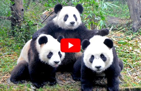 China---Giant-Panda-Center---main---Video