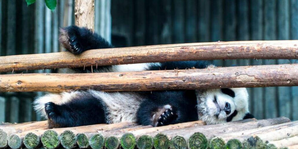 China - Giant Panda Center12