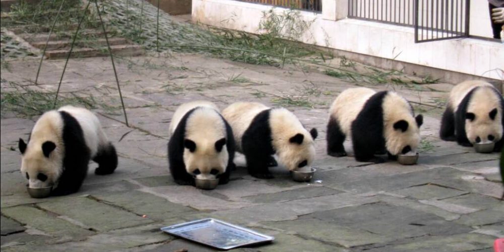 China - Giant Panda Center16