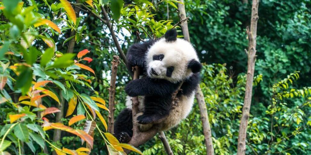 China - Giant Panda Center28