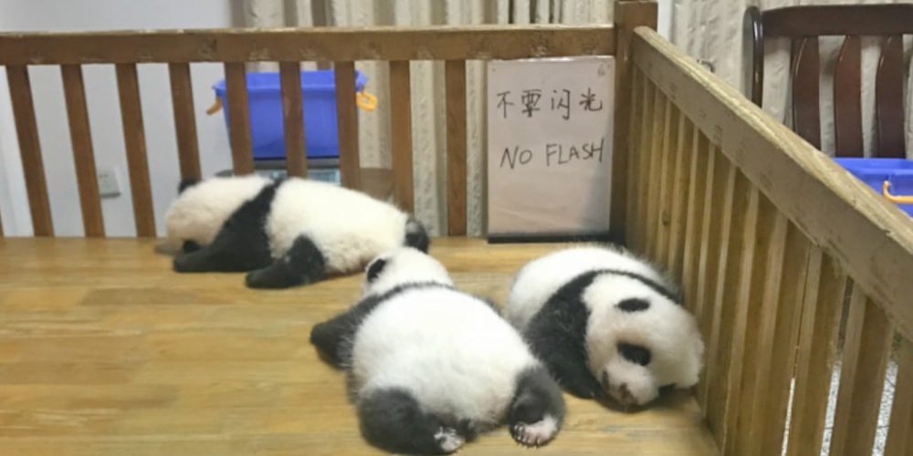 China - Giant Panda Center3