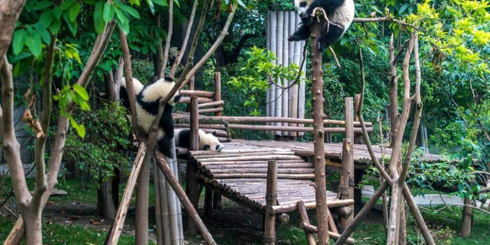 China - Giant Panda Center32