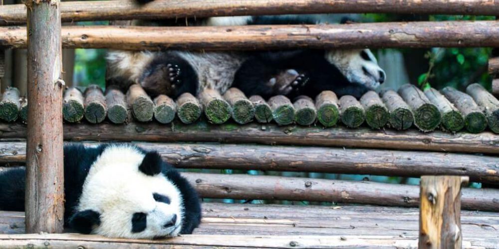 China - Giant Panda Center33