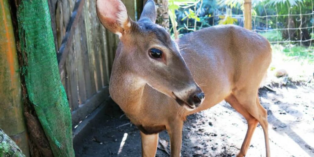 Costa Rica - Family-Friendly Animal Rescue and Conservation7