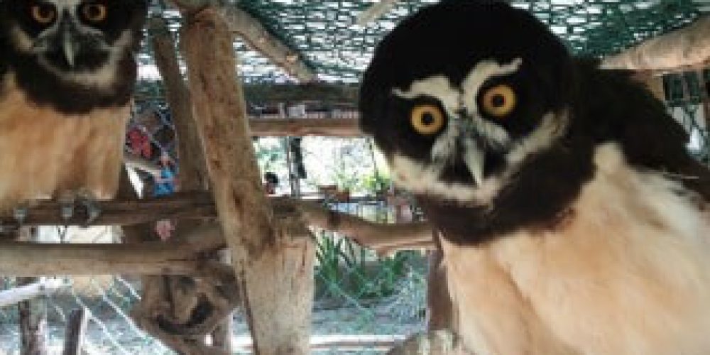 Costa Rica - Family-Friendly Animal Rescue and Conservation8