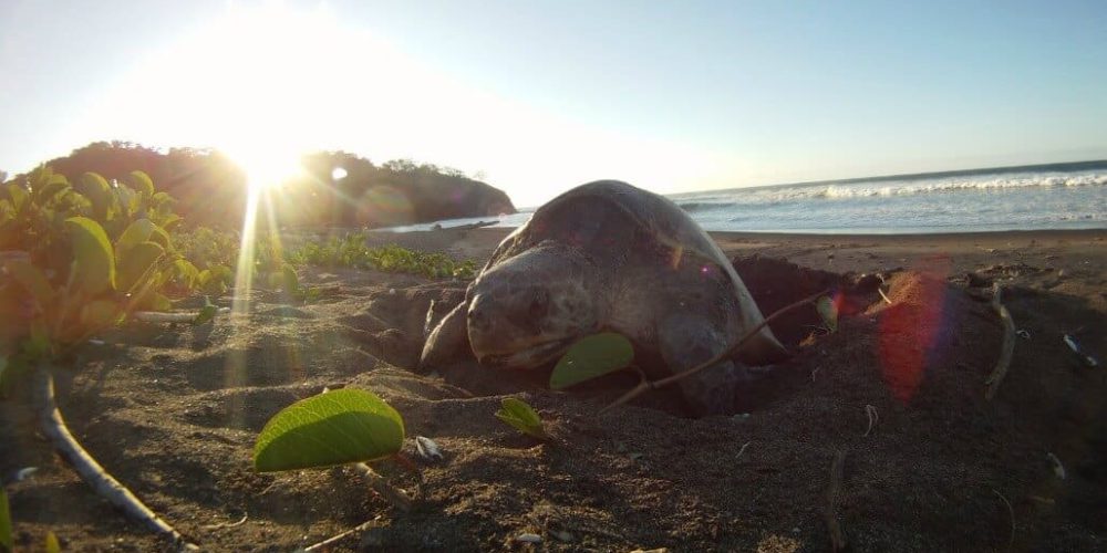 Costa Rica - Sea Turtle Conservation13
