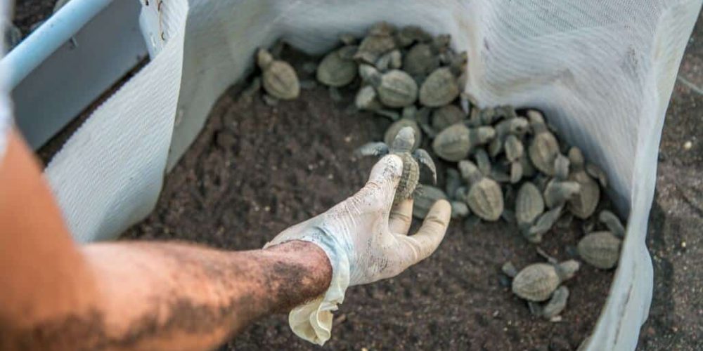 Costa Rica - Sea Turtle Conservation15