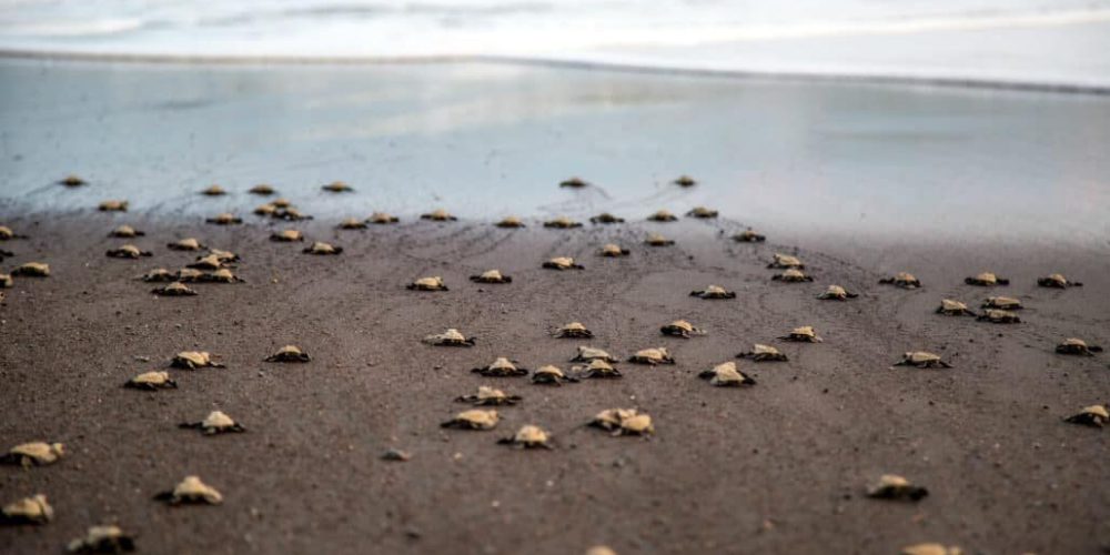 Costa Rica - Sea Turtle Conservation16