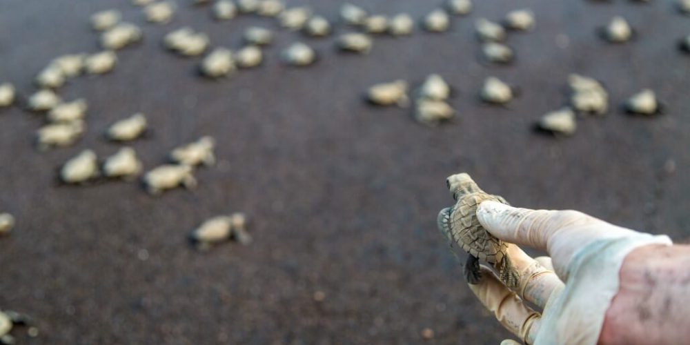 Costa Rica - Sea Turtle Conservation2