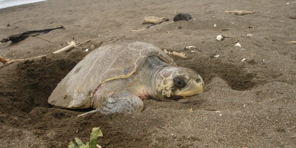 Costa Rica - Sea Turtle Conservation24