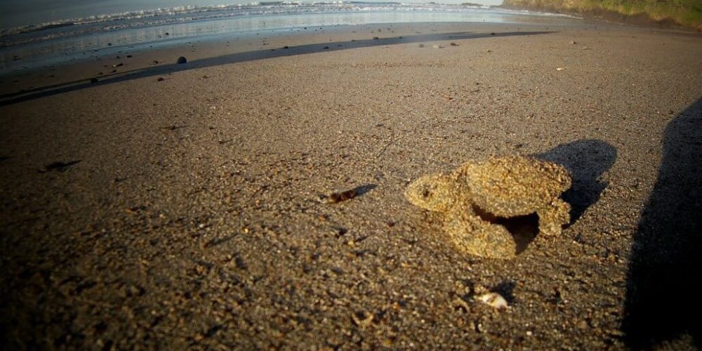 Costa Rica - Sea Turtle Conservation6