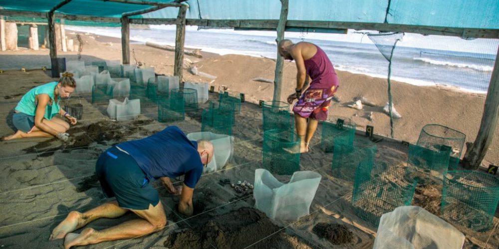 Costa Rica - Sea Turtle Conservation7