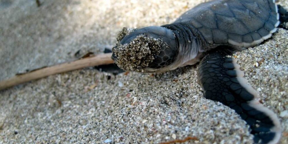 Costa Rica - Sea Turtle Conservation9