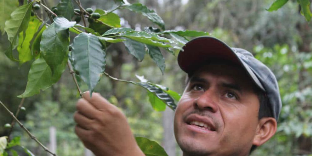 Costa Rica - Sustainable Organic Coffee Farming13
