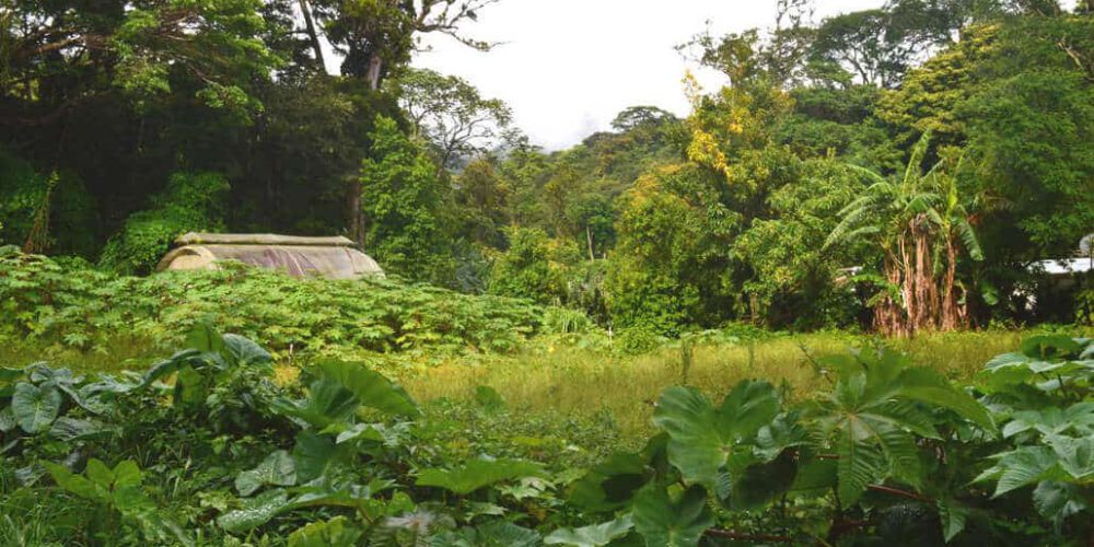 Costa Rica - Sustainable Organic Coffee Farming18
