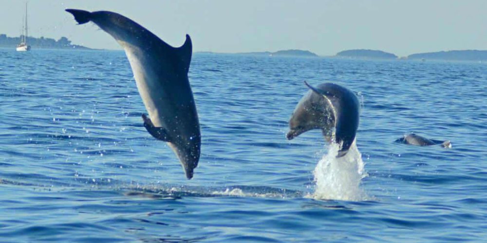 Croatia - Bottlenose Dolphin Conservation2