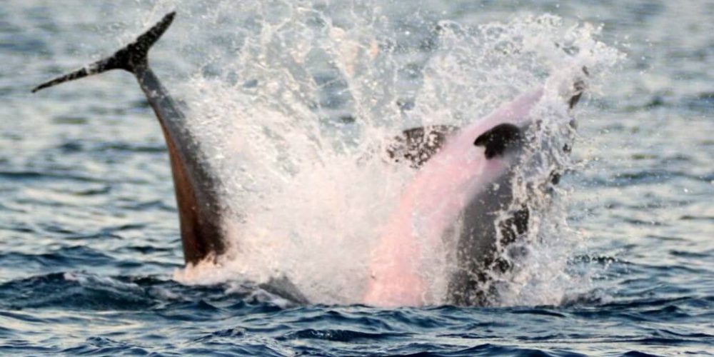 Croatia - Bottlenose Dolphin Conservation30