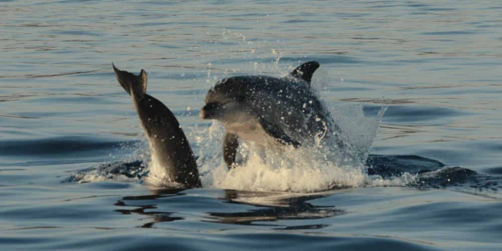 Croatia - Bottlenose Dolphin Conservation5