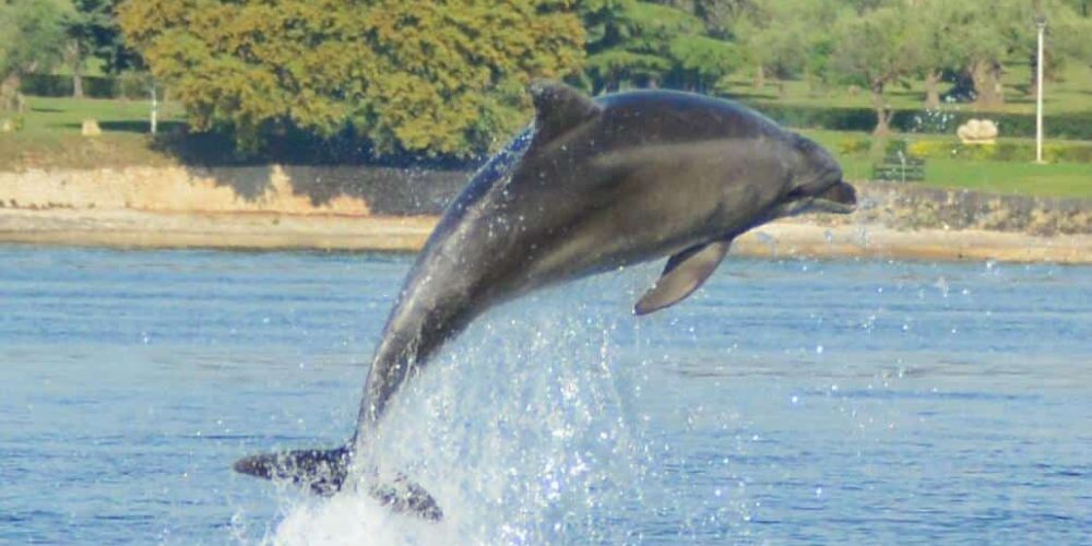 Croatia - Bottlenose Dolphin Conservation6
