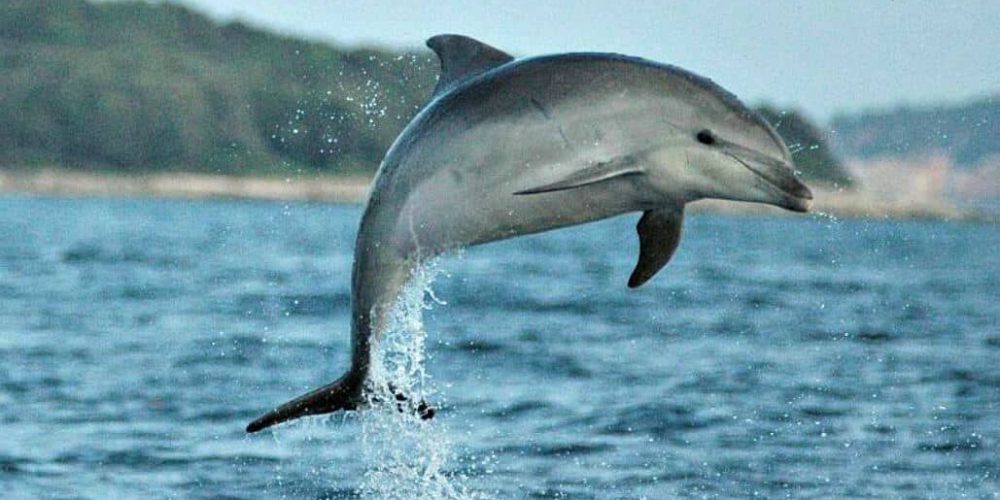 Croatia - Bottlenose Dolphin Conservation9