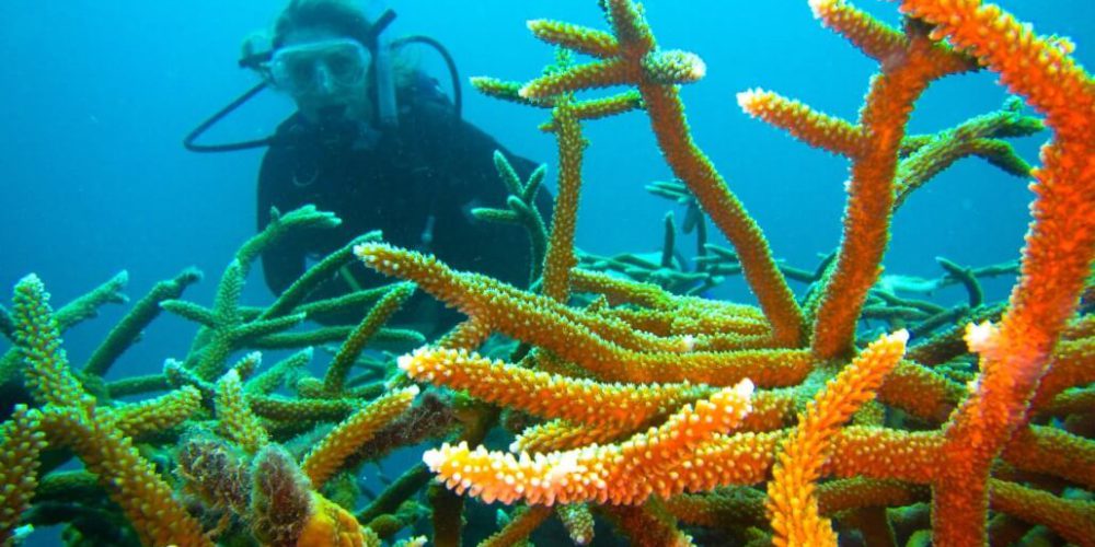 Cuba - Island Seaside Conservation9