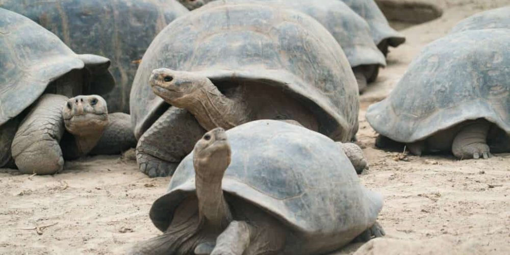 Ecuador - Giant Tortoise and Sea Turtle Conservation in the Galápagos13