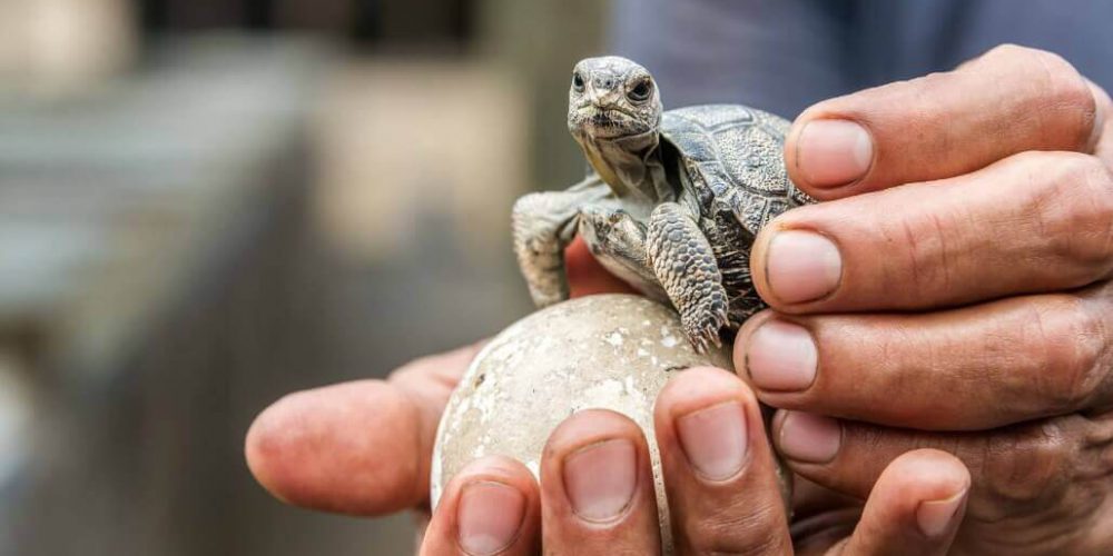 Ecuador - Giant Tortoise and Sea Turtle Conservation in the Galápagos16