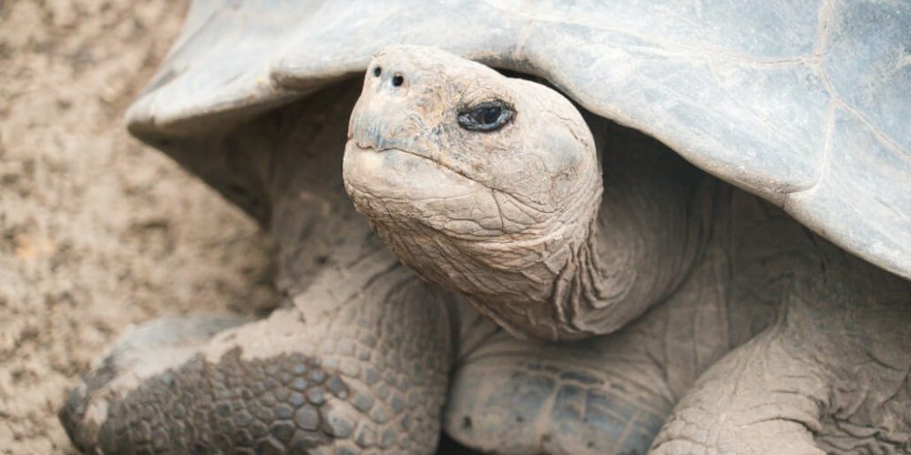 Ecuador - Giant Tortoise and Sea Turtle Conservation in the Galápagos18