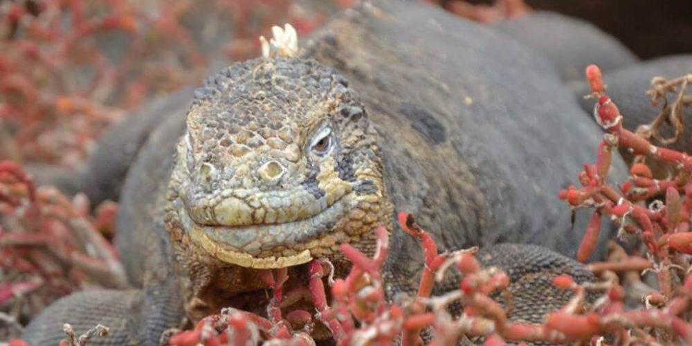 Ecuador - Giant Tortoise and Sea Turtle Conservation in the Galápagos19