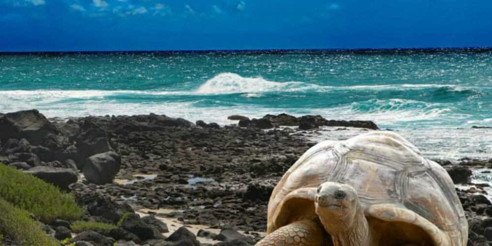 Ecuador - Giant Tortoise and Sea Turtle Conservation in the Galápagos2