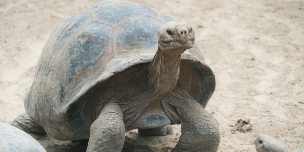Ecuador - Giant Tortoise and Sea Turtle Conservation in the Galápagos21