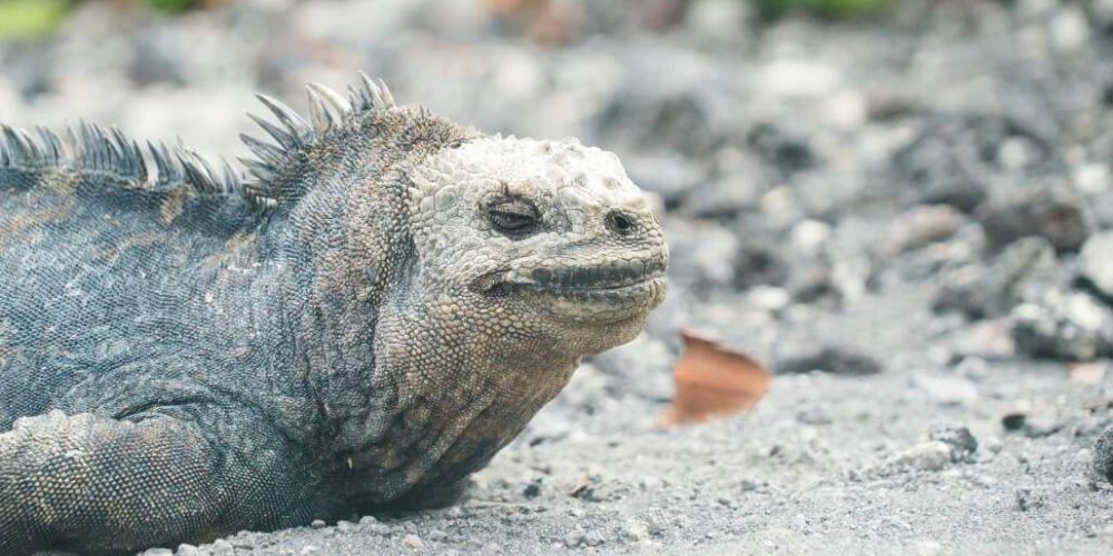 Ecuador - Giant Tortoise and Sea Turtle Conservation in the Galápagos24