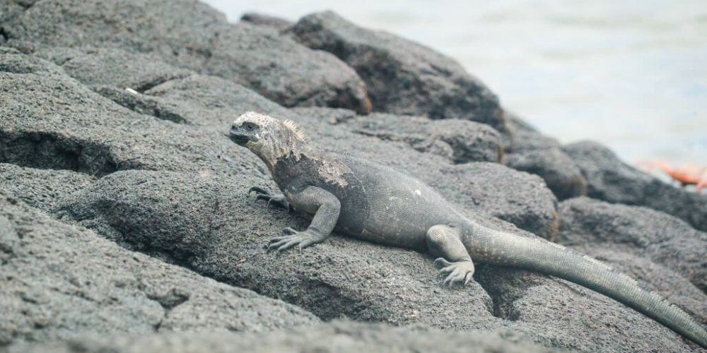 Ecuador - Giant Tortoise and Sea Turtle Conservation in the Galápagos26