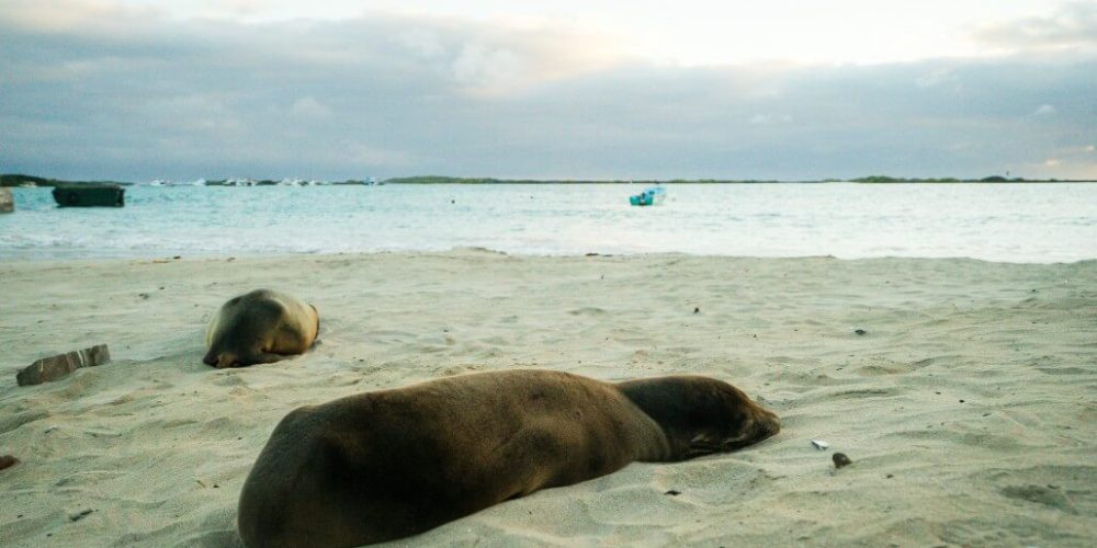 Ecuador - Giant Tortoise and Sea Turtle Conservation in the Galápagos28