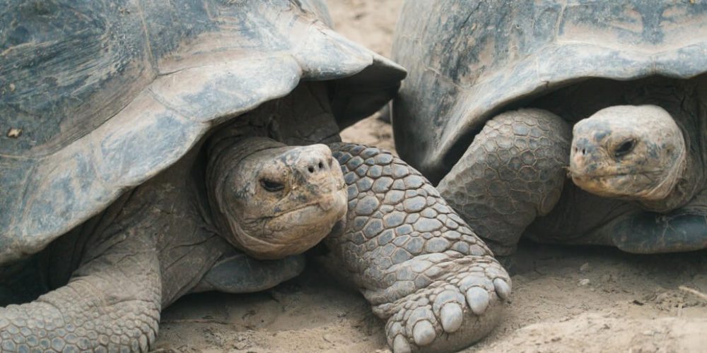 Ecuador - Giant Tortoise and Sea Turtle Conservation in the Galápagos29
