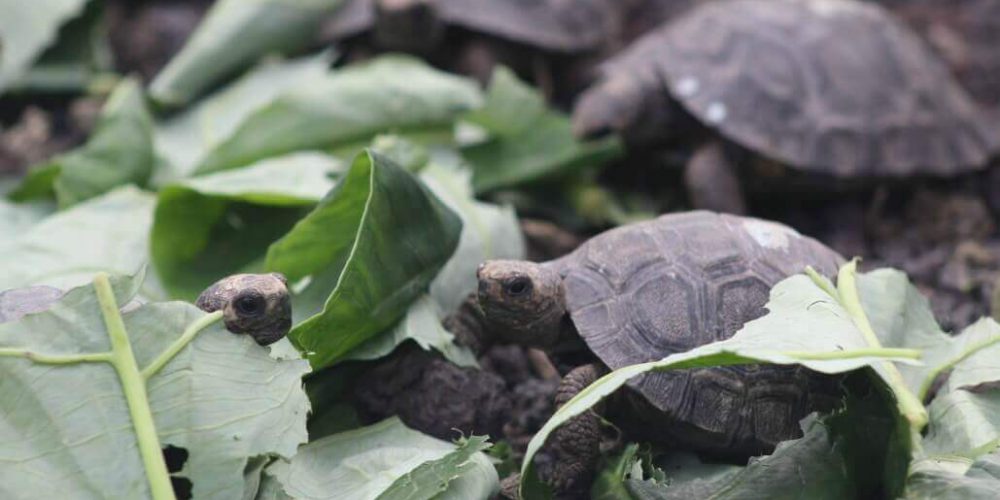 Ecuador - Giant Tortoise and Sea Turtle Conservation in the Galápagos34