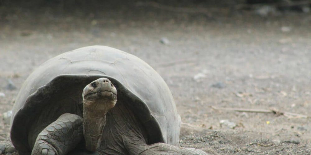 Ecuador - Giant Tortoise and Sea Turtle Conservation in the Galápagos35
