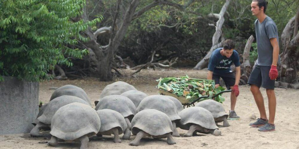 Ecuador - Giant Tortoise and Sea Turtle Conservation in the Galápagos37