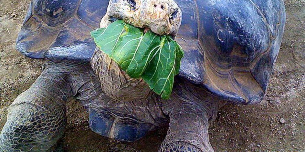 Ecuador - Giant Tortoise and Sea Turtle Conservation in the Galápagos9