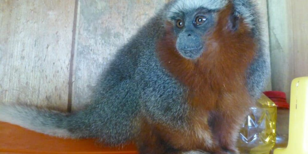 Ecuador - Rainforest Monkey Sanctuary14