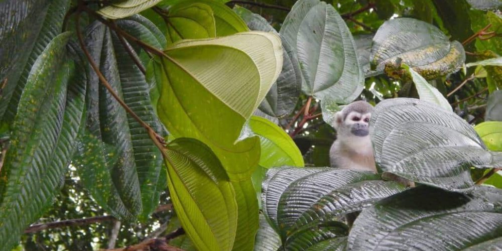 Ecuador - Rainforest Monkey Sanctuary15