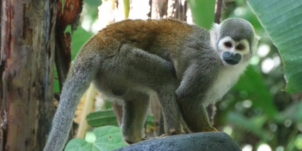 Ecuador - Rainforest Monkey Sanctuary2