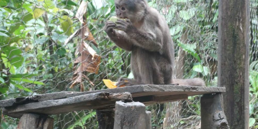 Ecuador - Rainforest Monkey Sanctuary9
