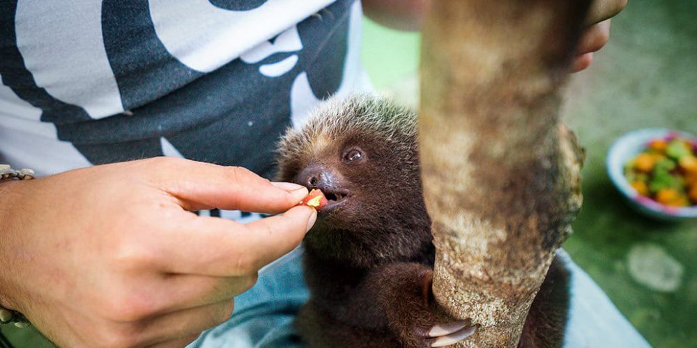 Ecuador - Wild Animal Rescue Shelter1